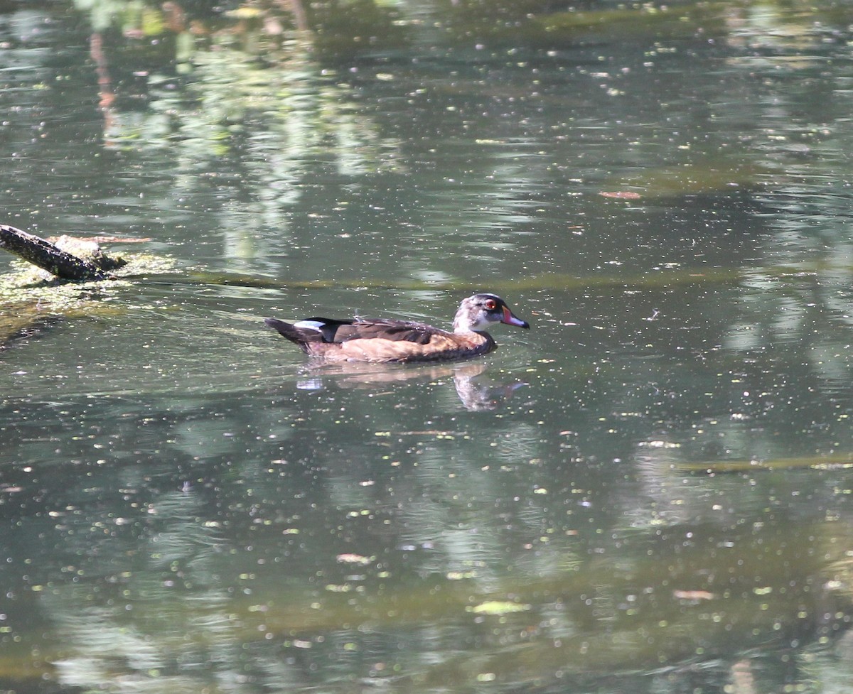 Wood Duck - ML600058041