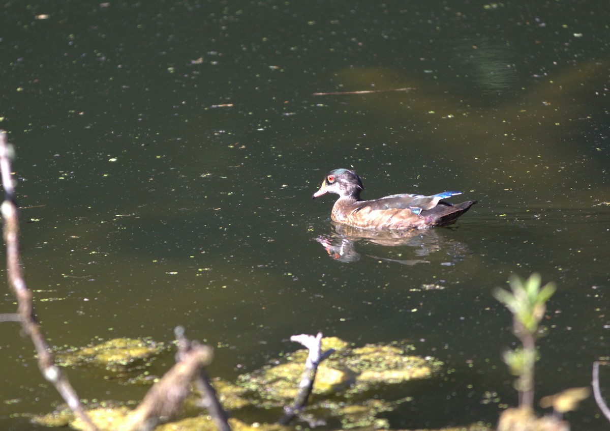 Wood Duck - ML600058051