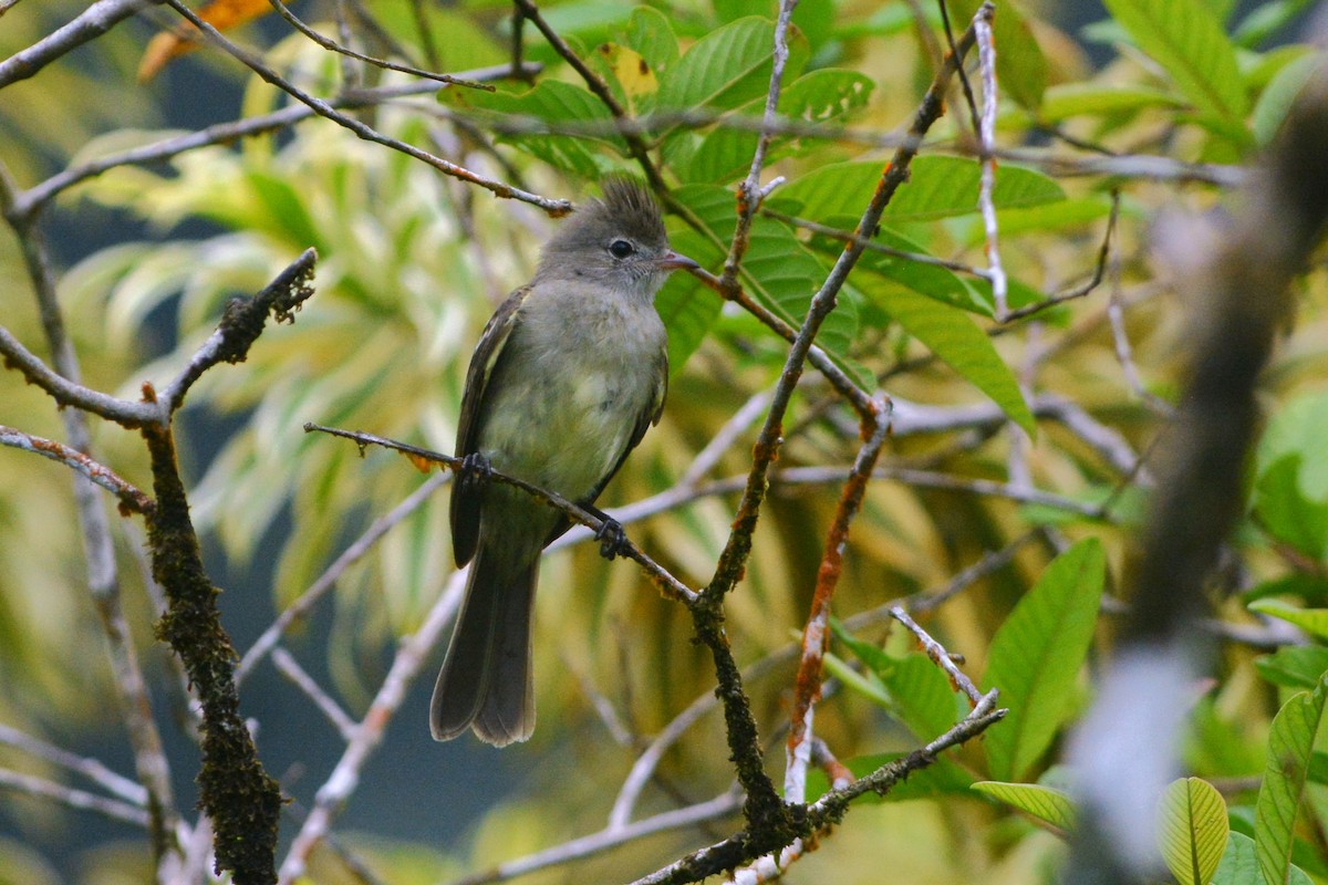 Yellow-bellied Elaenia - ML600058591