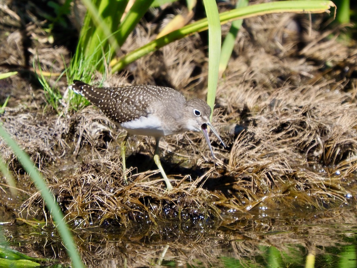 Solitary Sandpiper - ML600058641