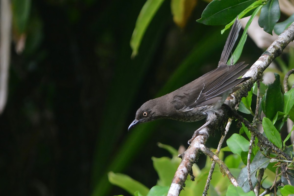 Scaly-breasted Thrasher - ML600058661