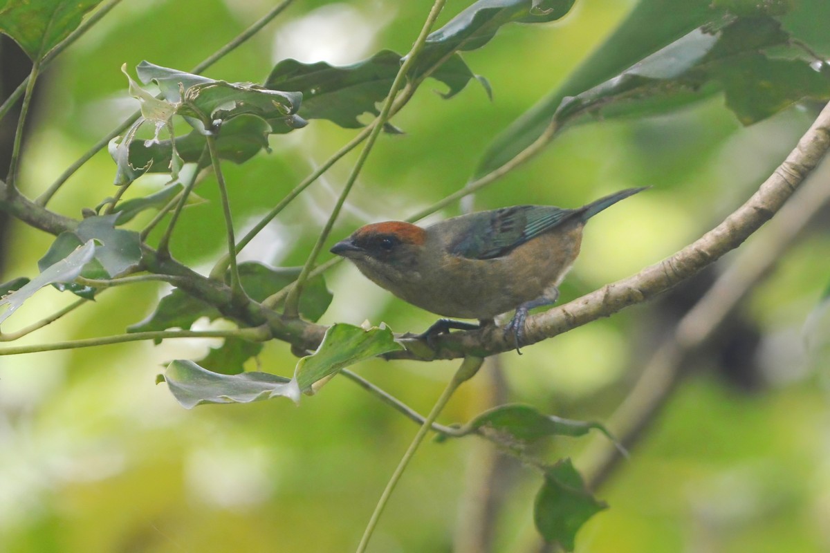 Lesser Antillean Tanager (St. Vincent) - David Hollie