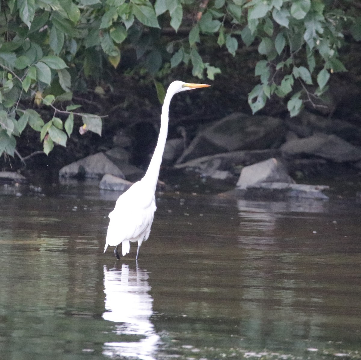 Great Egret - ML600058781