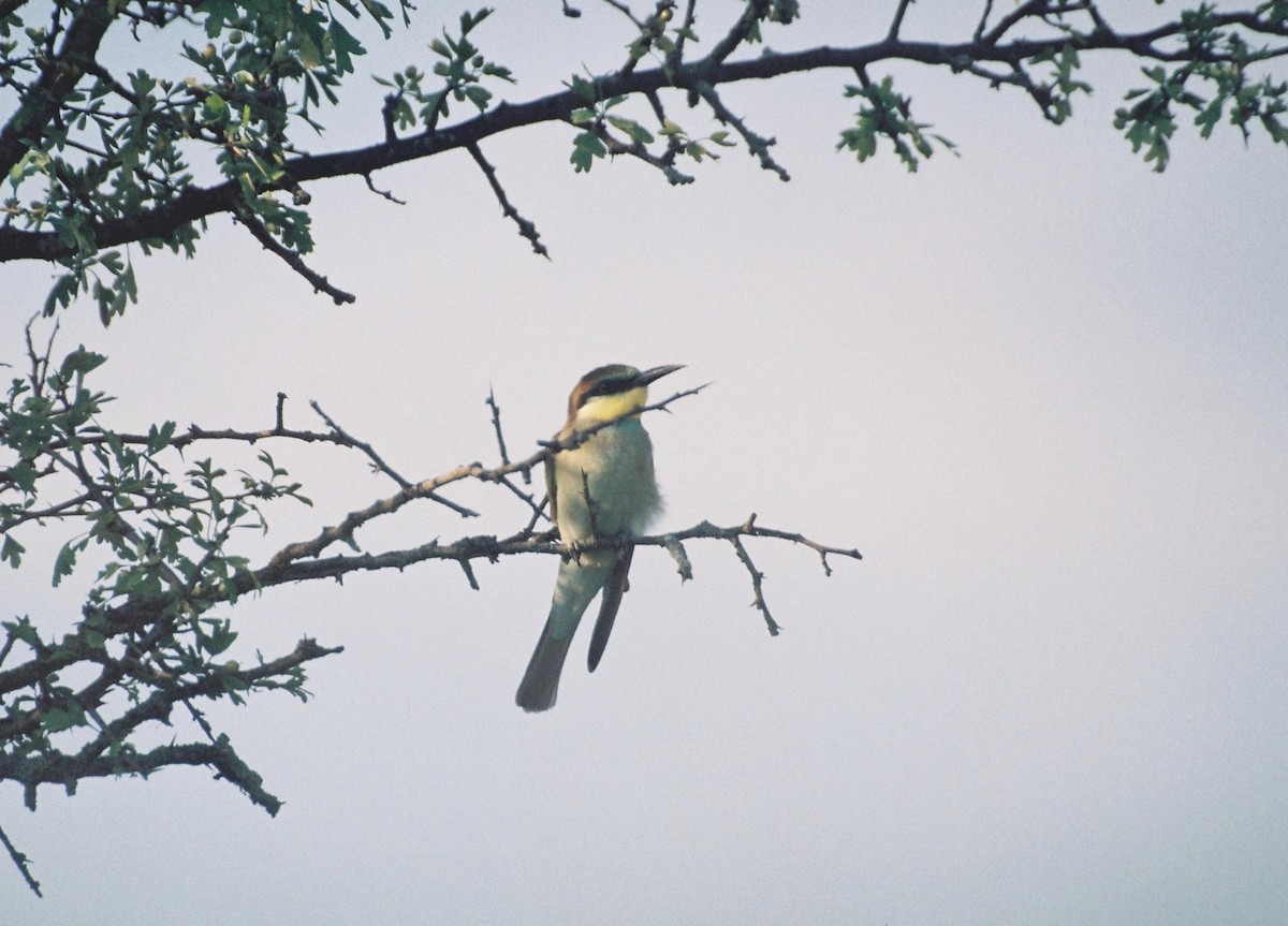 European Bee-eater - ML60005881