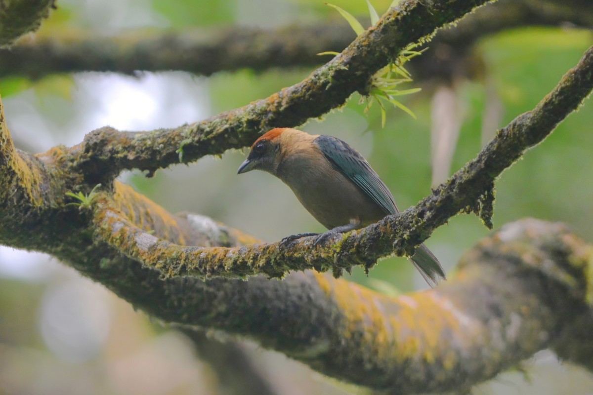 Lesser Antillean Tanager (St. Vincent) - ML600058881