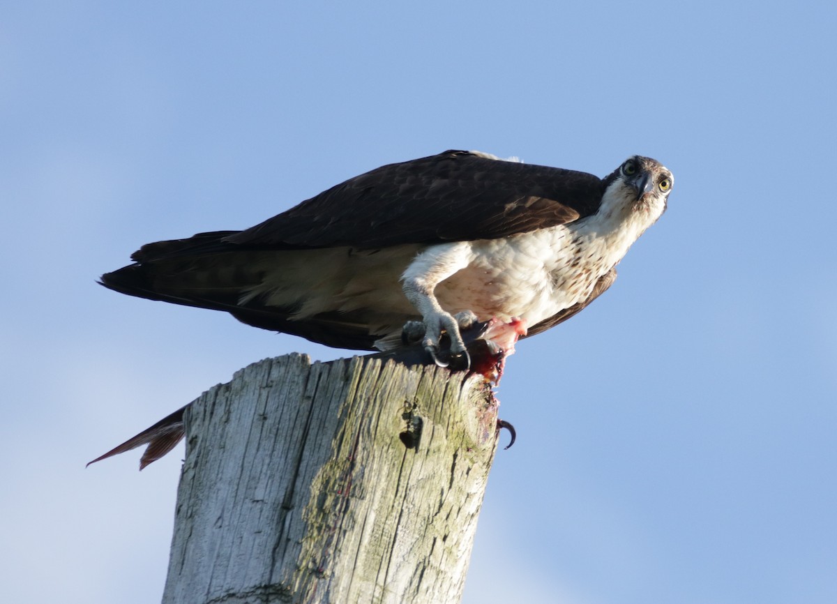 Águila Pescadora - ML600058941