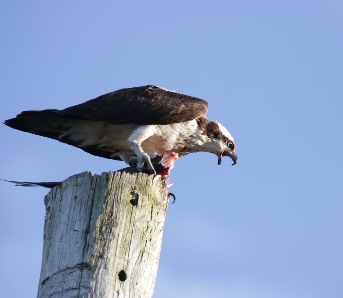 Osprey - Kate Schnurr