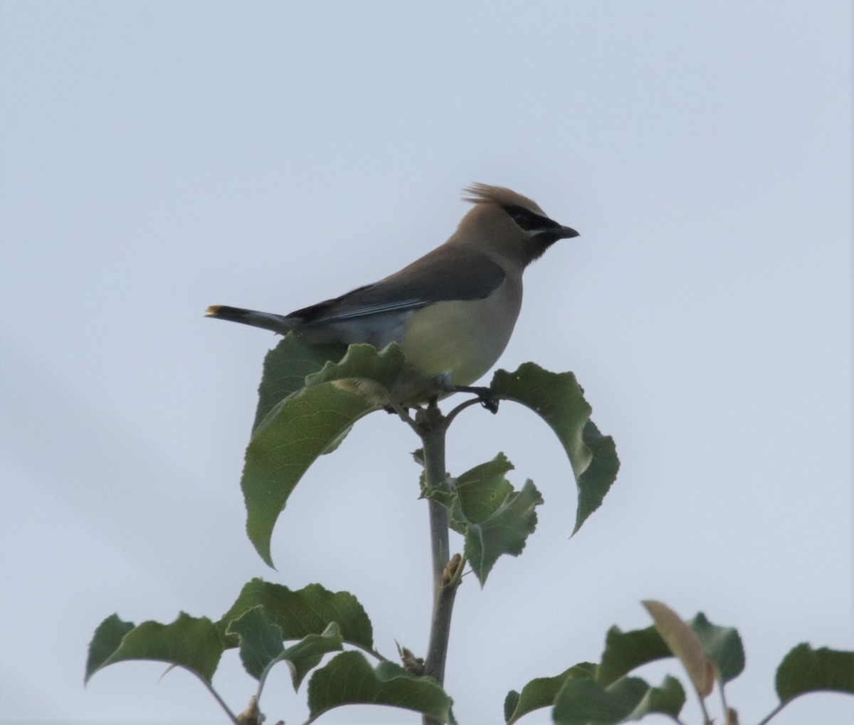 Cedar Waxwing - ML600059091