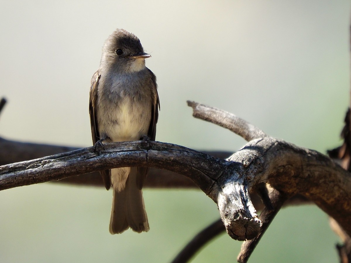 Western Wood-Pewee - ML600059761