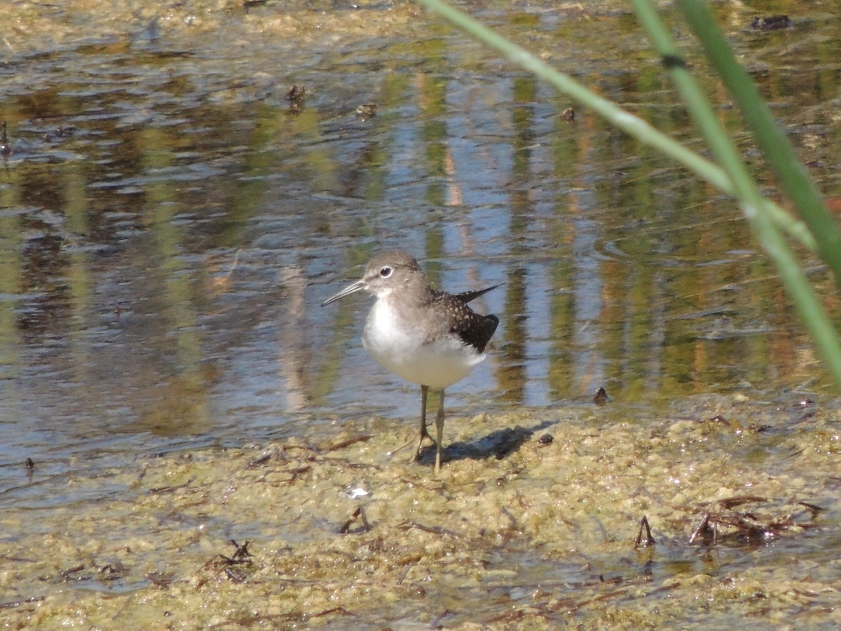 Solitary Sandpiper - ML600063881