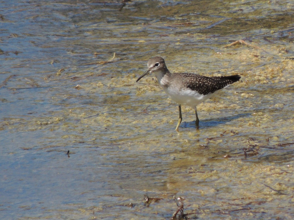 Solitary Sandpiper - ML600063951