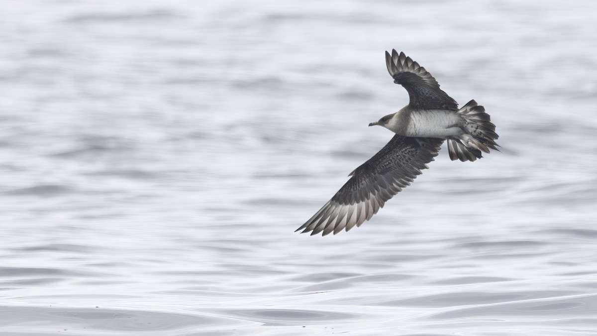 Parasitic Jaeger - ML600065301