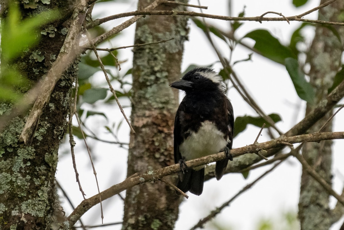 White-eared Barbet - ML600065411