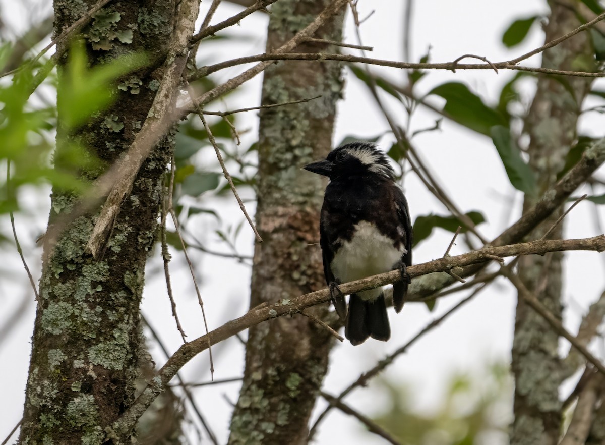 White-eared Barbet - ML600065431