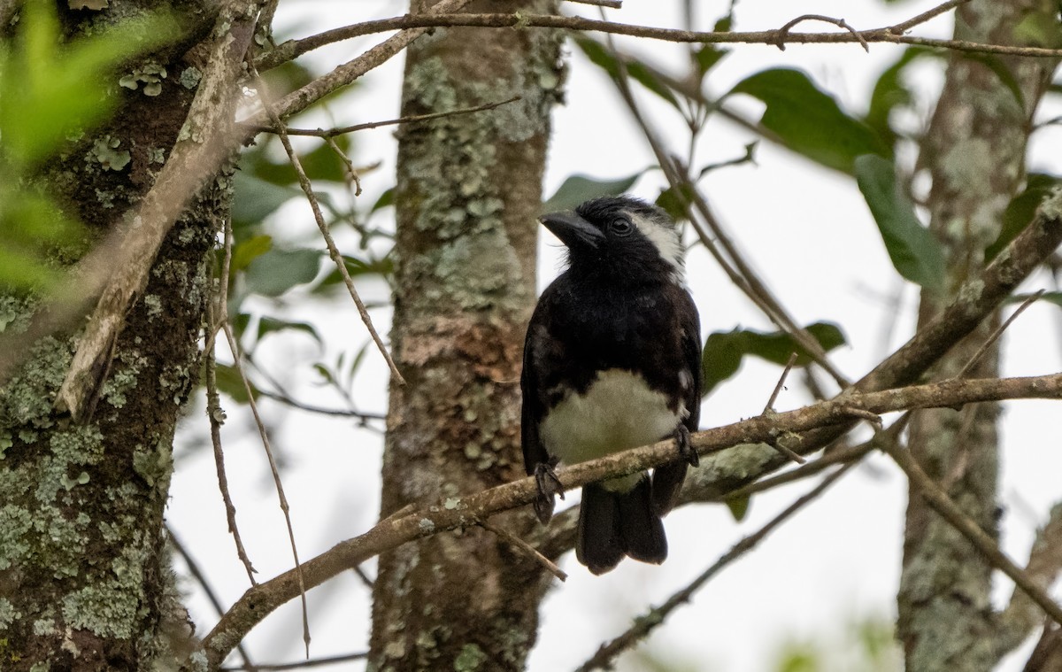 White-eared Barbet - ML600065451
