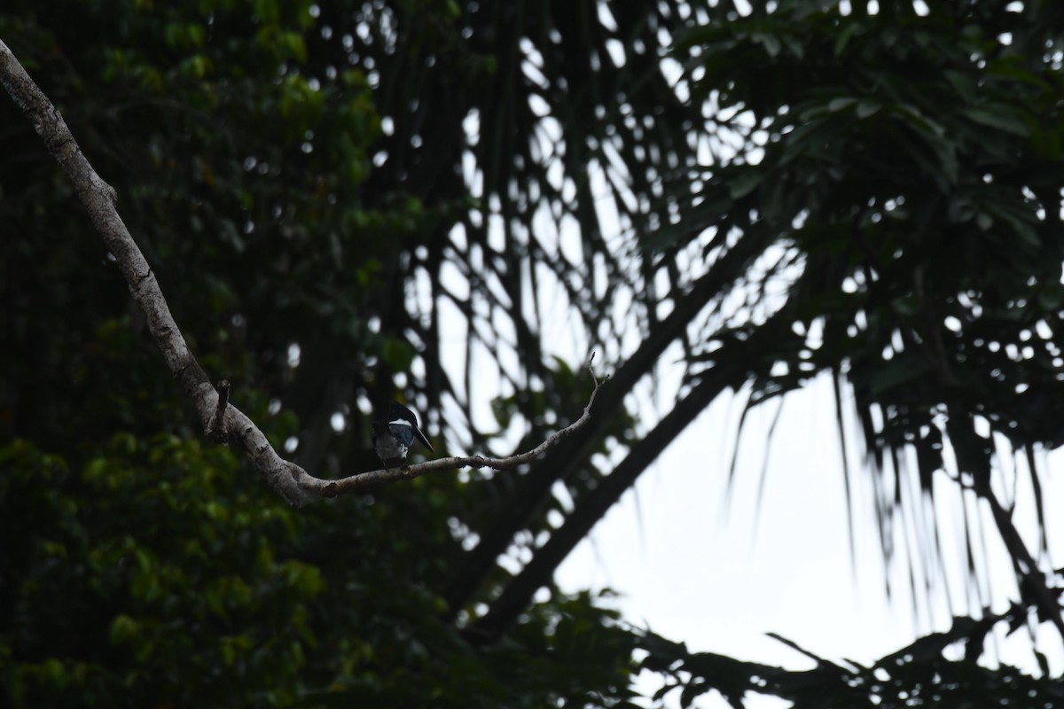 Амазонский зимородок - ML600065671