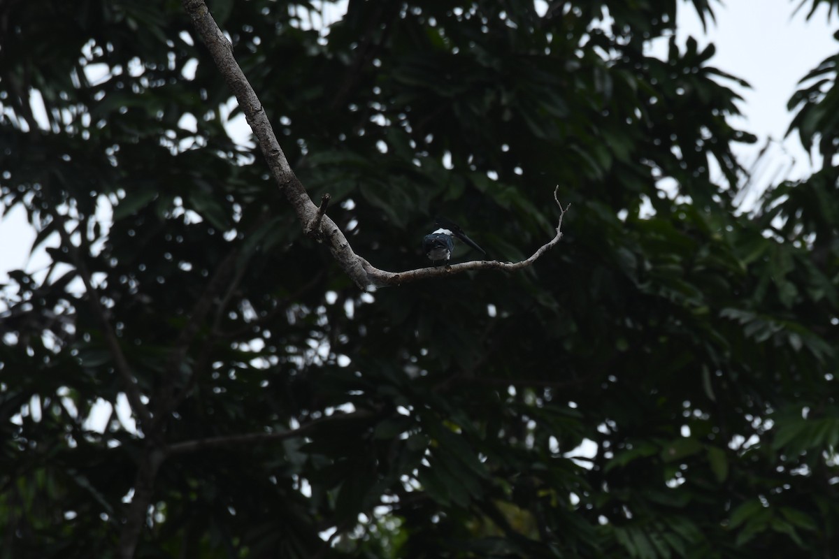 Амазонский зимородок - ML600065681