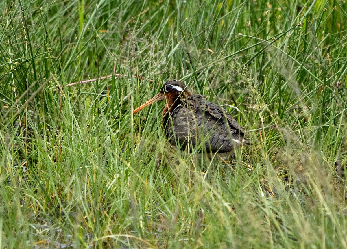 Greater Painted-Snipe - ML600066721