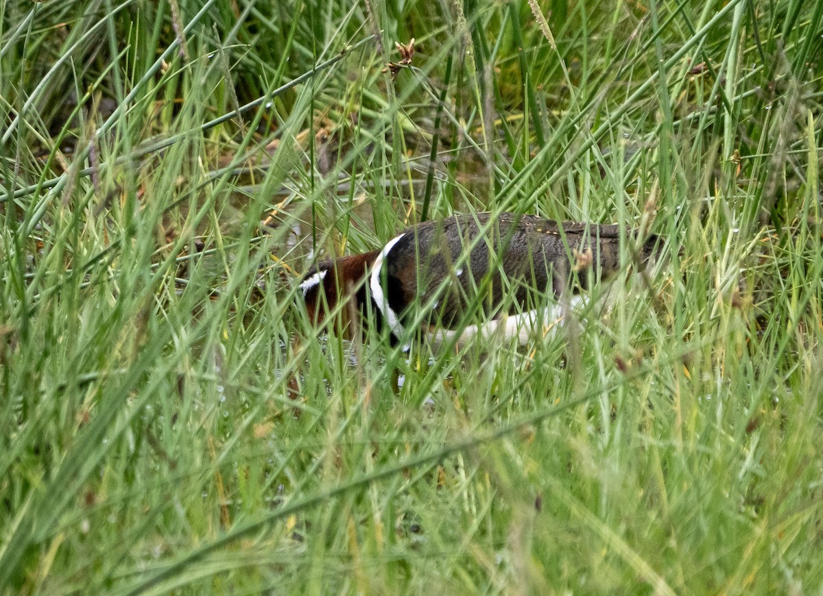 Greater Painted-Snipe - ML600066731