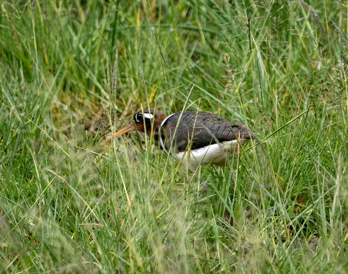 Greater Painted-Snipe - ML600066751