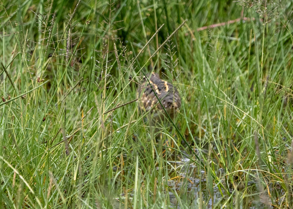 Greater Painted-Snipe - ML600066761