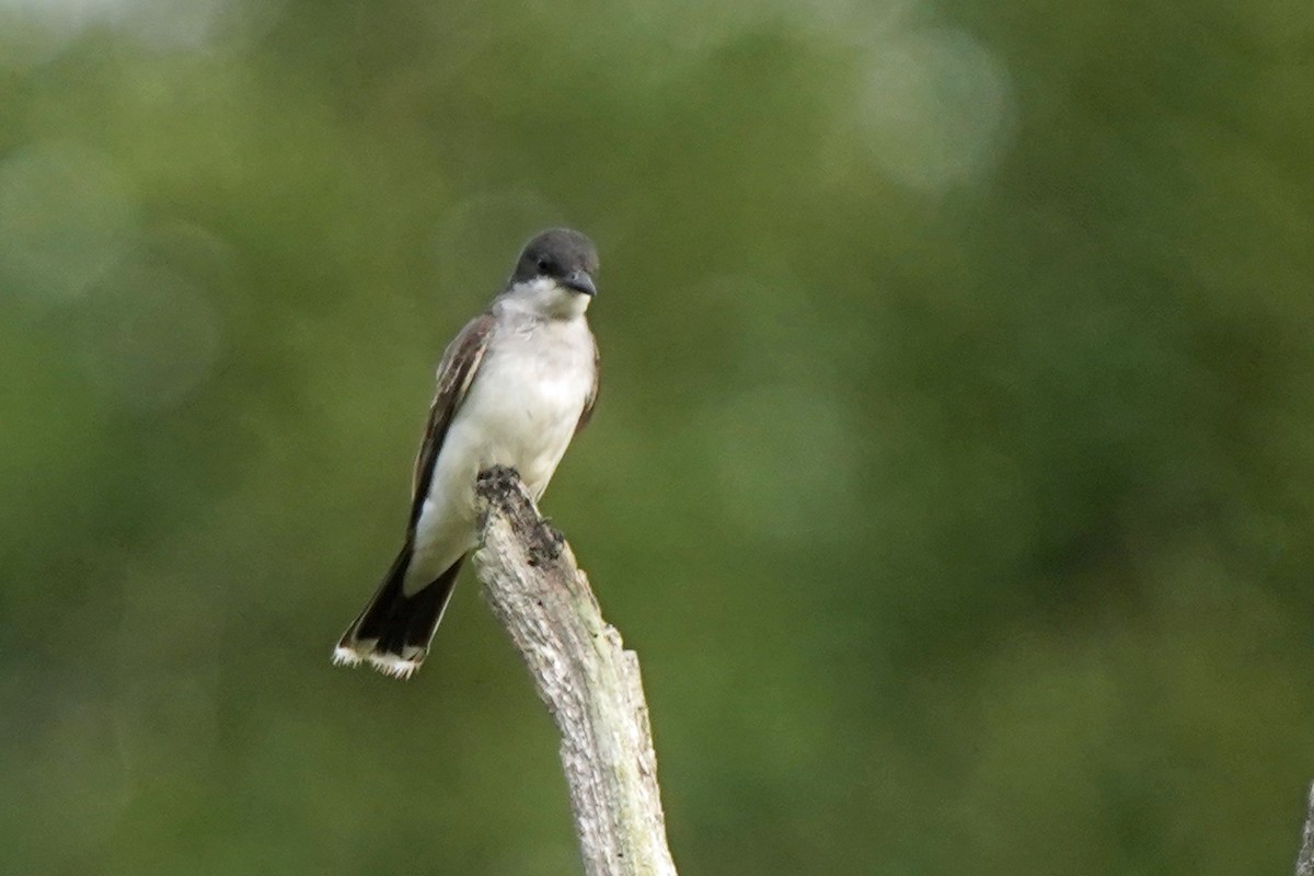 Eastern Kingbird - ML600066791