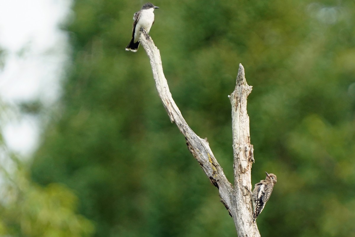 Eastern Kingbird - Walter Verhoef