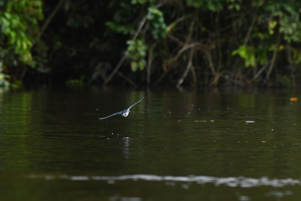 Amazon Kingfisher - ML600067311