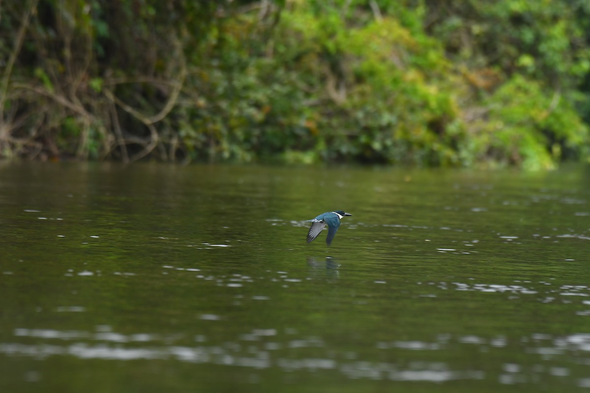 Martin-pêcheur d'Amazonie - ML600067331