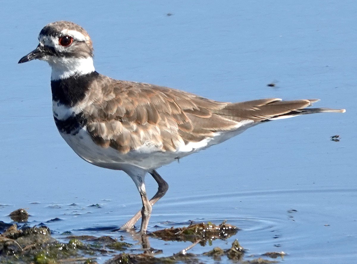 ML600067391 Killdeer Macaulay Library