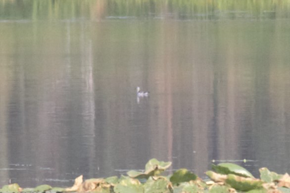 Red-necked Phalarope - ML600068051