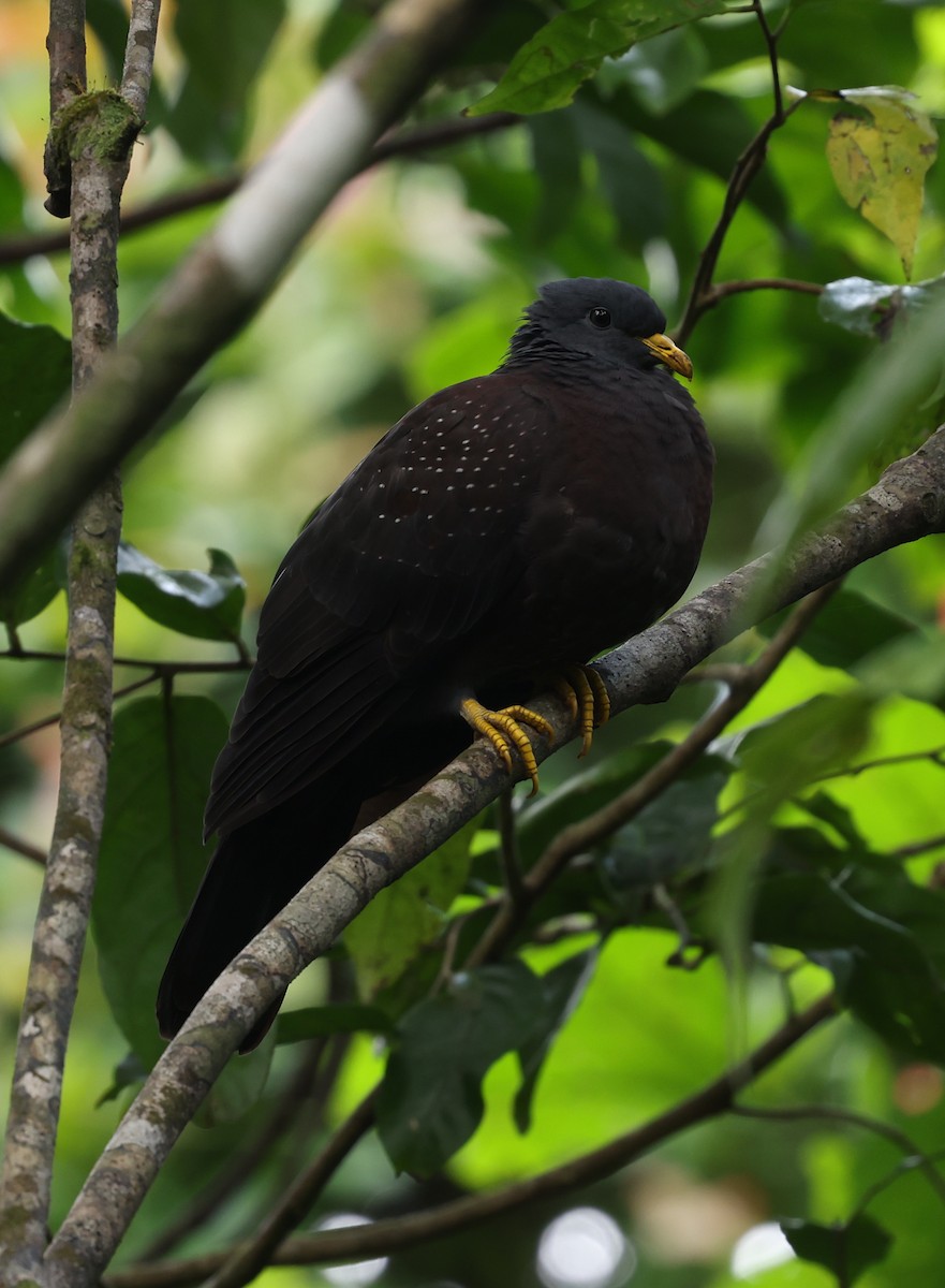 Maroon Pigeon - ML600068511