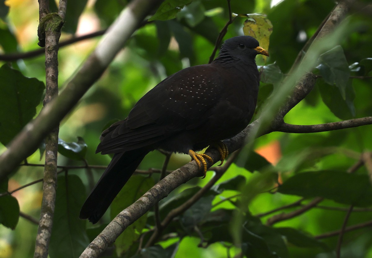 Maroon Pigeon - ML600068541