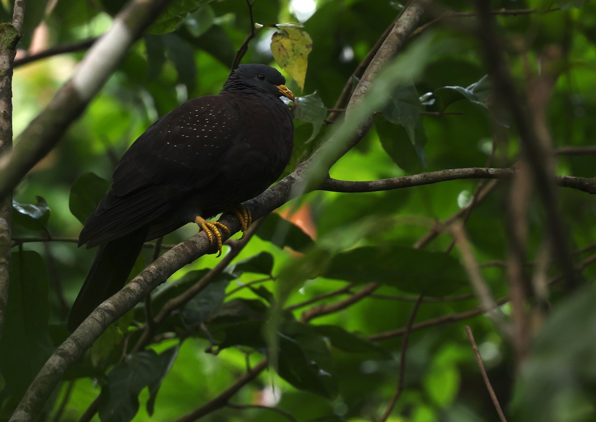 Maroon Pigeon - ML600068551