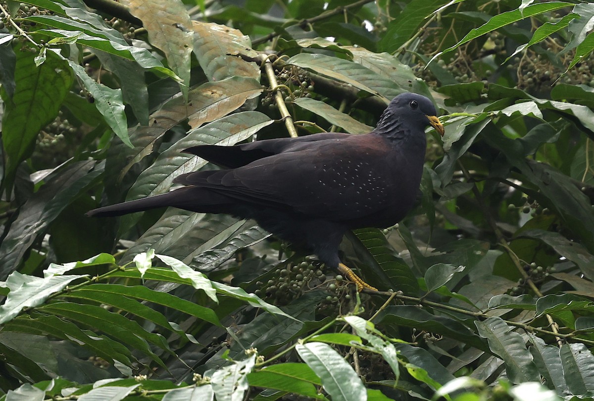 Maroon Pigeon - ML600069421