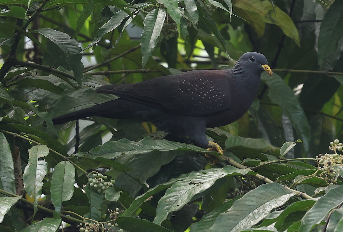 Sao Tome Zeytin Güvercini - ML600069441