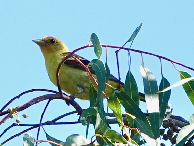 Western Tanager - ML600069481