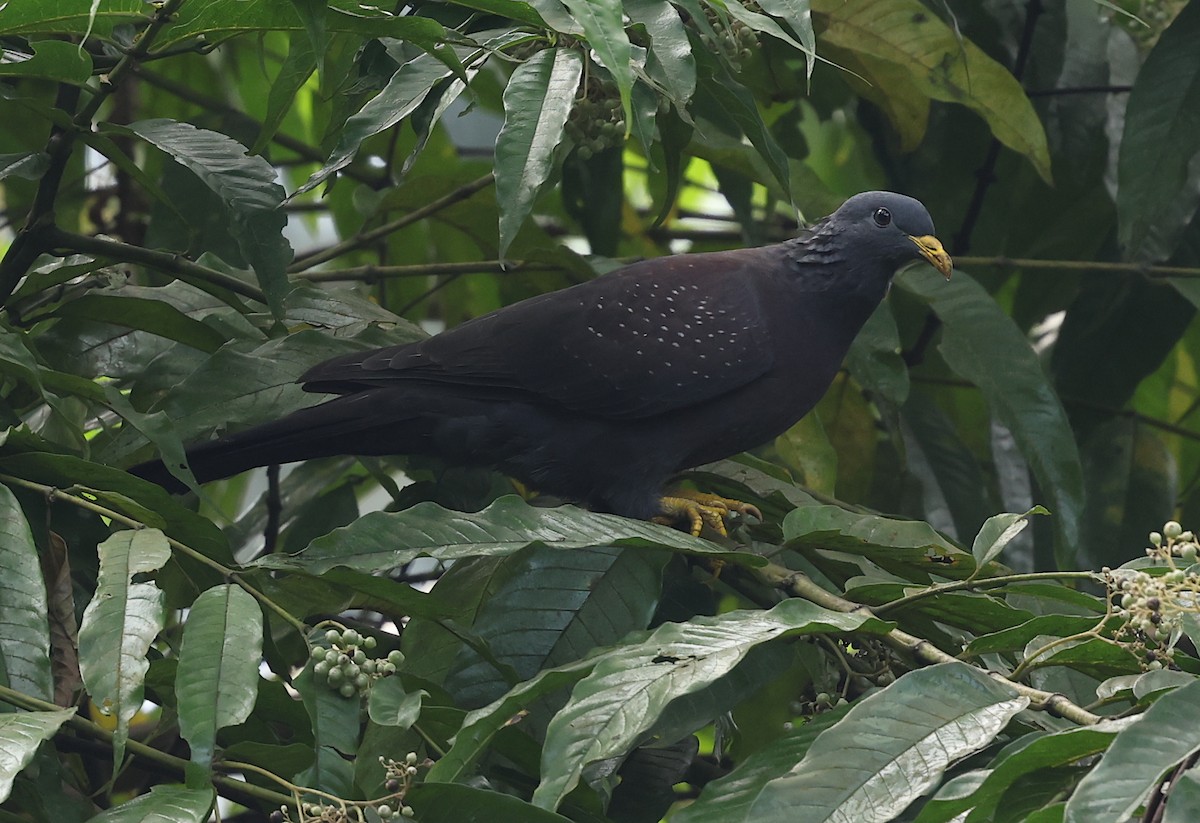 Maroon Pigeon - ML600069491