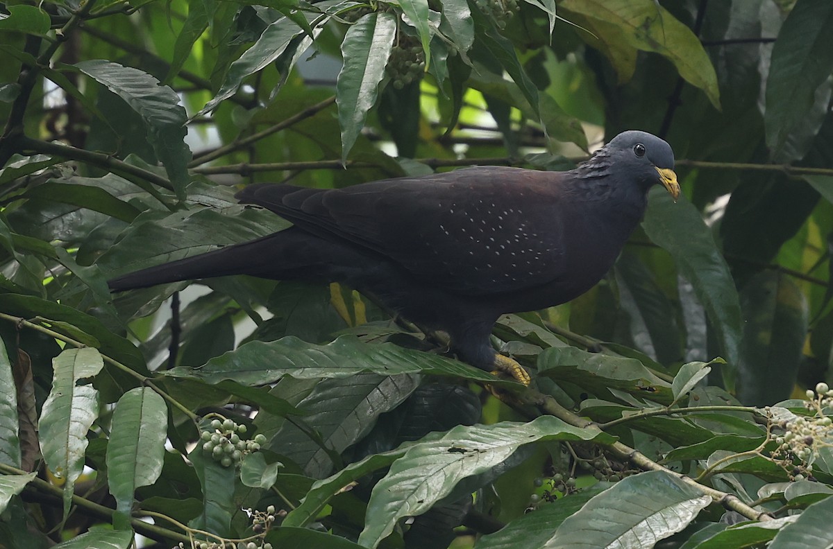 Maroon Pigeon - ML600069501