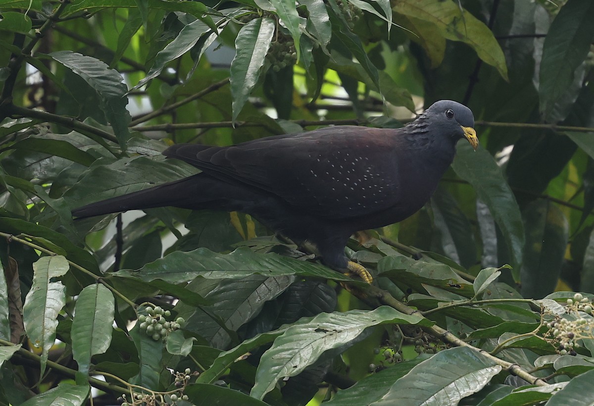 Maroon Pigeon - ML600069511