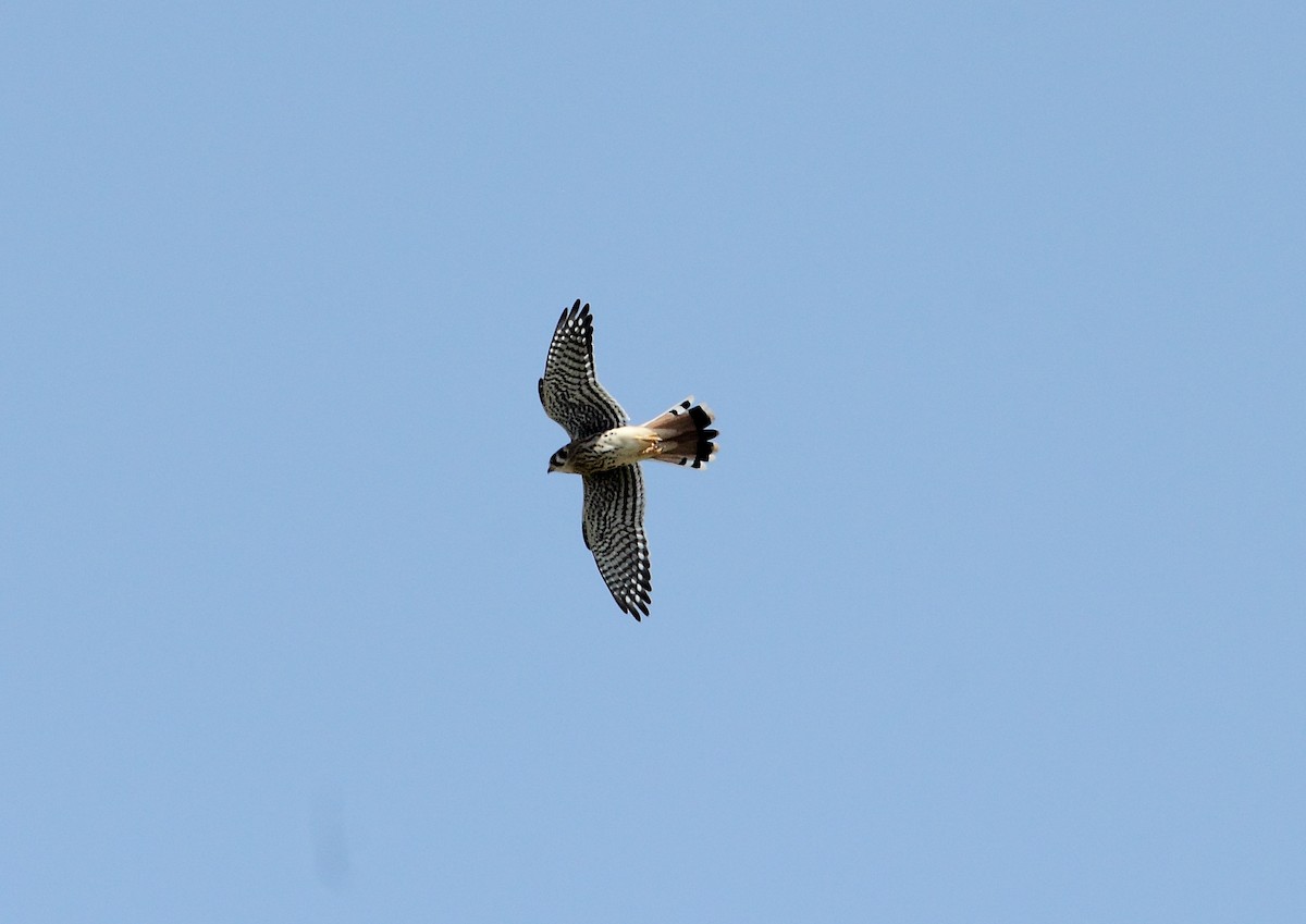 American Kestrel - Thomas Miko