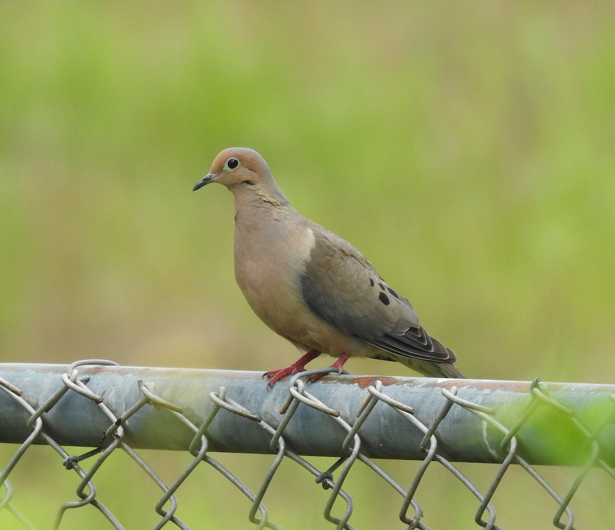 Mourning Dove - ML600070001