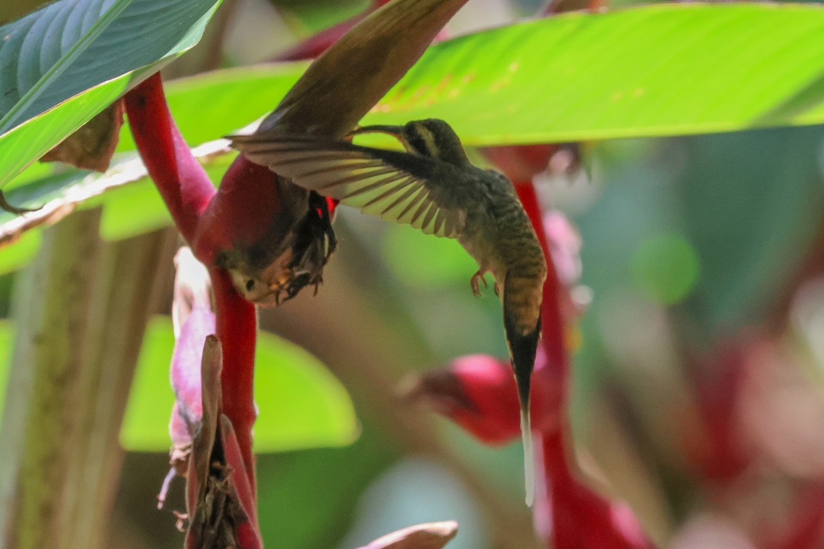 Long-billed Hermit - ML600070651