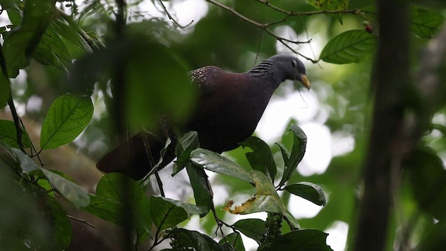 Maroon Pigeon - ML600070671