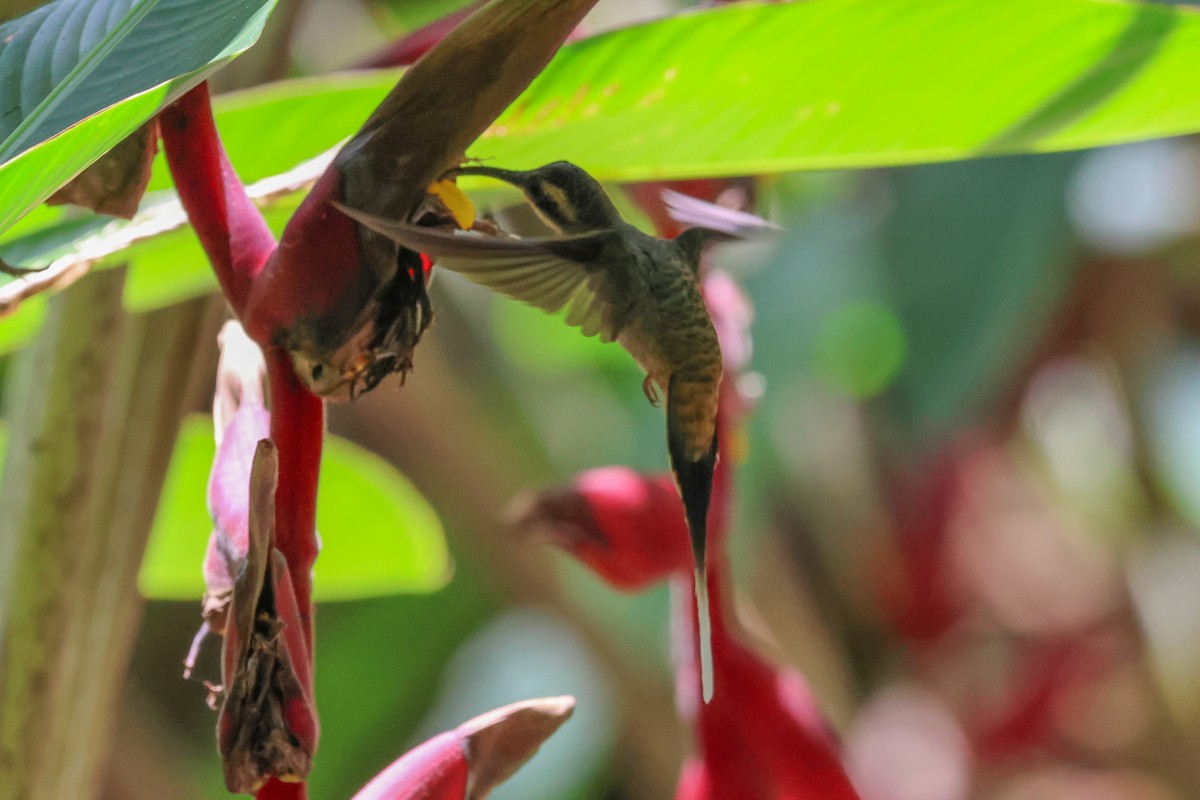 Long-billed Hermit - ML600070681