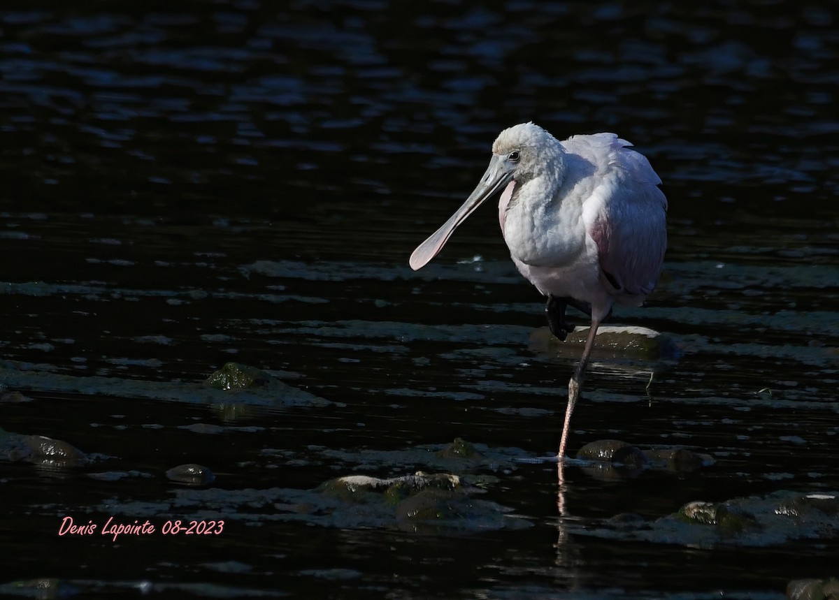 Roseate Spoonbill - ML600071271