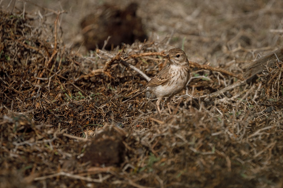 Berthelot's Pipit - ML600071681