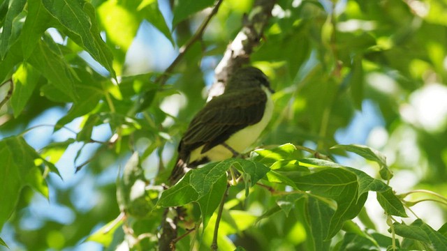 Thick-billed Kingbird - ML600071781