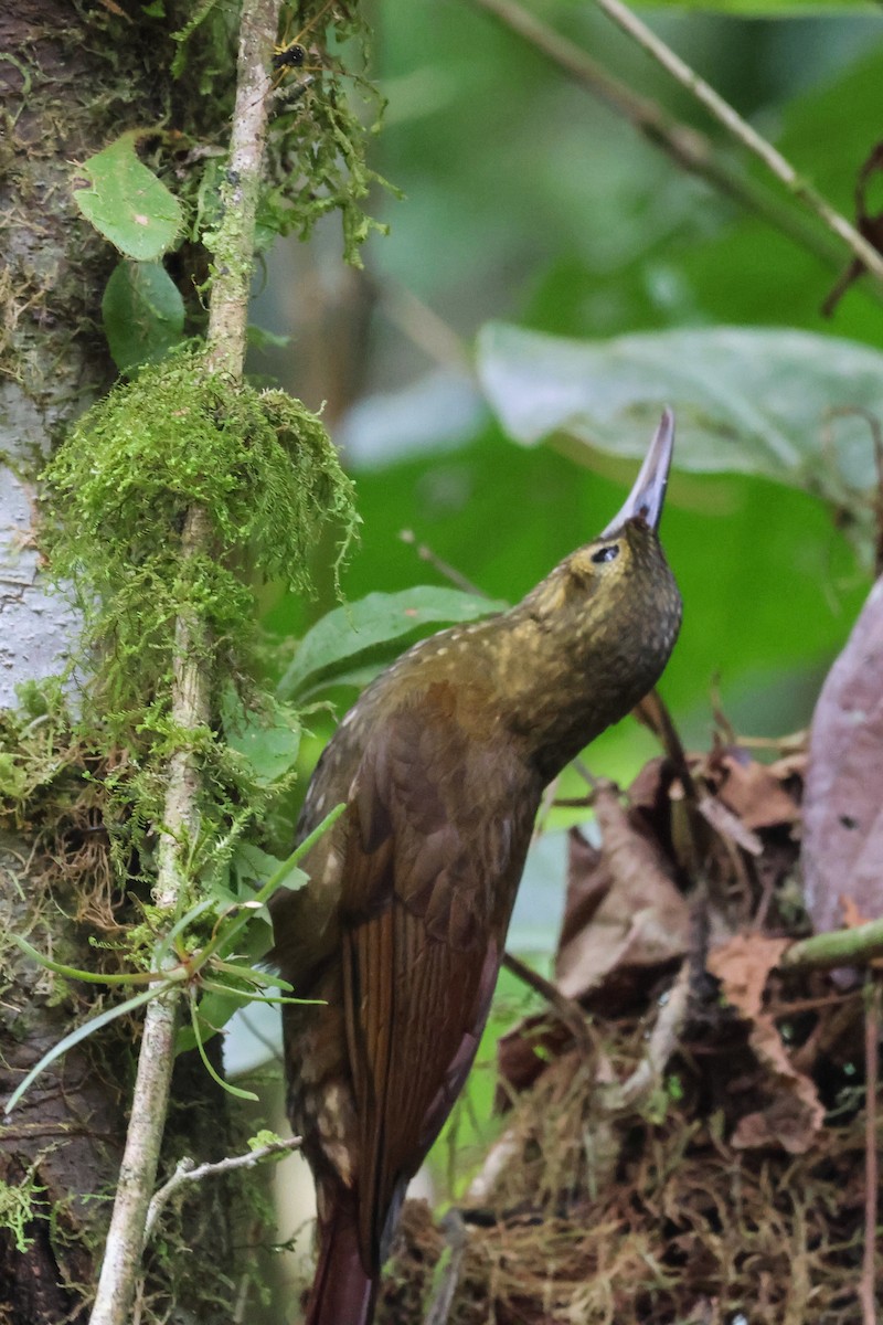 Spotted Woodcreeper - Peter Crosson