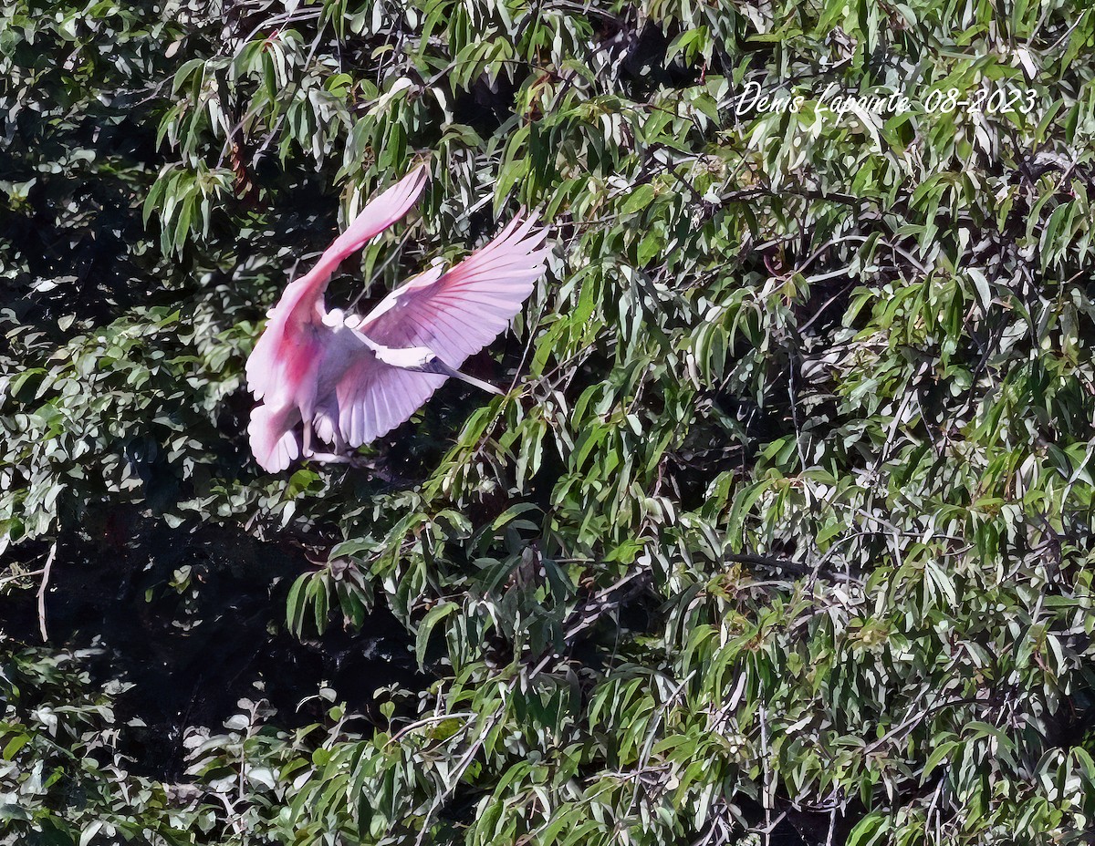 Roseate Spoonbill - ML600072841